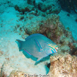 Queen Parrot fish looking for dinner by Steven Daniel 